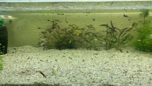 Совместимость гуппи, кормление, содержание, разведение