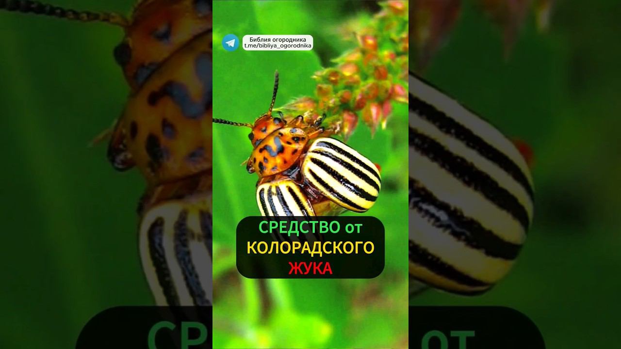 Как избавиться от колорадского жука: средство, которое есть у каждого #огород #колорадскийжук #сад