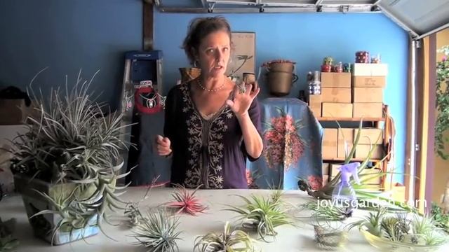 How To Care For Your Air Plants / Joy Us Garden смотреть онлайн