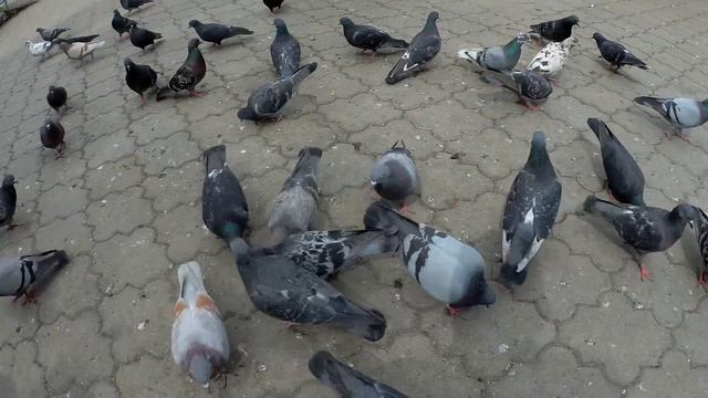 Петропавловск 2018 Кормление голубей смотреть онлайн