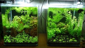 #Спрашивали_отвечаю. Водоросли в аквариуме. Борьба с ними без химии. Личный опыт.