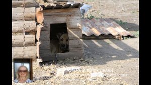 сеанс регрессии "Жизнь в теле собаки"