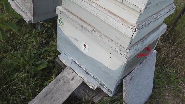 07 06 2018 Домашня пасека -стационар. смотреть онлайн