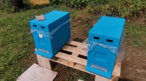 Улья Лысонь уже в работе, честный обзор