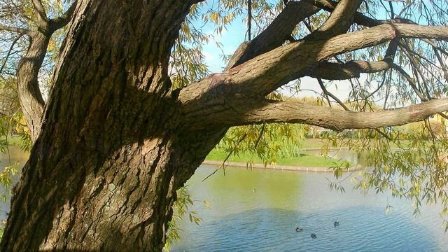 Осень. смотреть онлайн