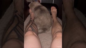 Жирный кот трется головой об ногу