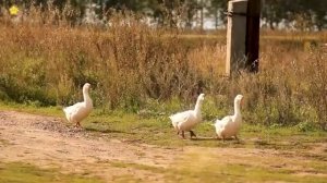 Сборник как говорят домашние животные