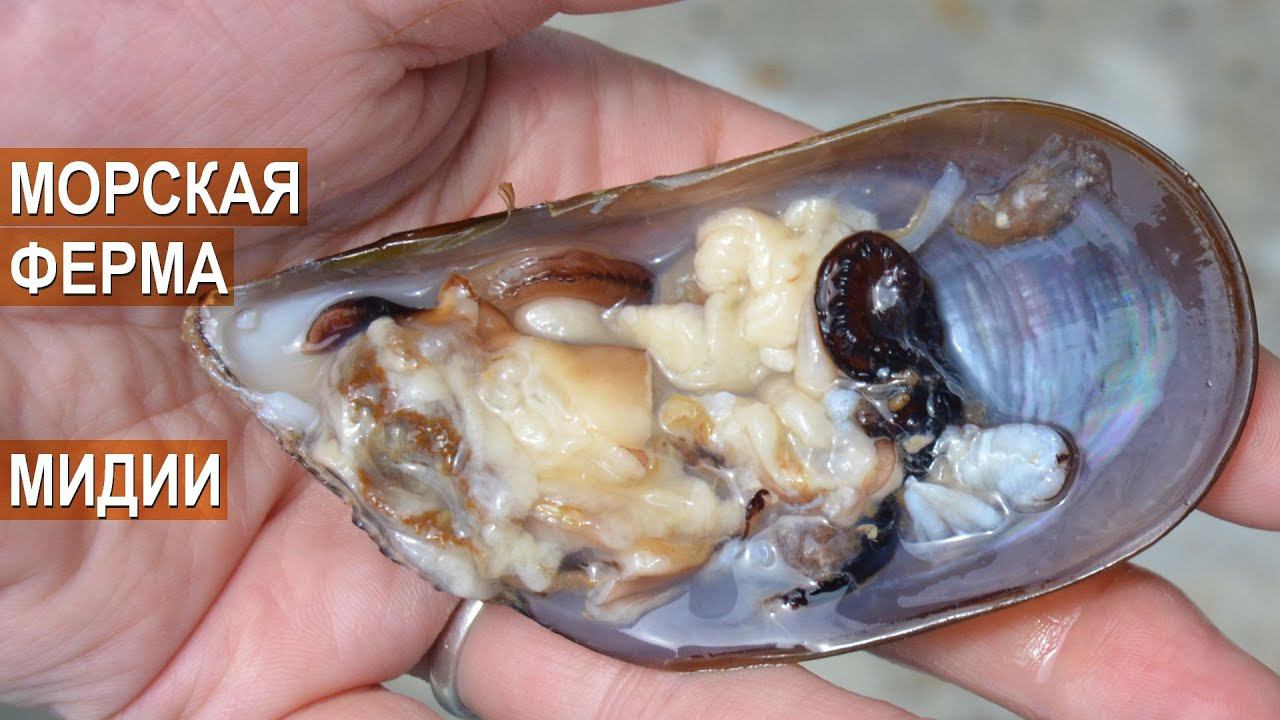 Как выращивают мидий? Морская ферма. Черноморский бизнес.