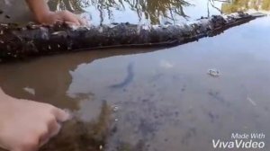 Опасные кровожадные #пиявки кусаются