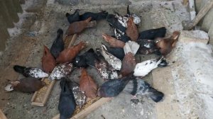 Серпастые голуби Шумейкина А. Н. часть 9