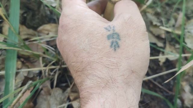 Этот гриб лучше всего мариновать / Как растет гриб Лёгочная Вешенка / Грибы Вешенка 2022