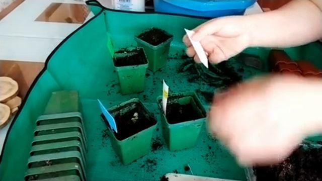 Пикировка лаванды и гвоздики перистой!! Как сохранить всходы! Как сделать таблички своими руками!