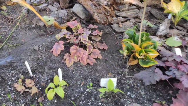 ВАЖНО!!!! Подготовка гейхер к зимнему сезону, что НЕ НУЖНО ДЕЛАТЬ НИКОГДА!!!! смотреть онлайн