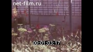 1979г  колхоз Красный маяк  Горьковская область