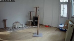 Kitten stuck in heater core. The desperate cries of the mother cat. Adorable Paws - Kitten Rescue