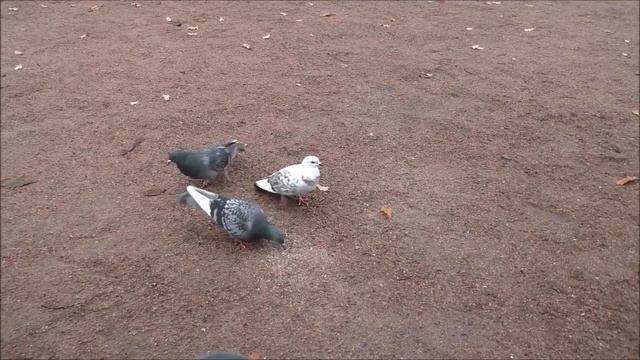 Петербург 2023. Прогулка - Миллионная, Марсово поле, Садовая и прочее. 07. 11. 23. смотреть онлайн