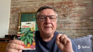 Огурцы пчелоопыляемые: популярные сорта и гибриды