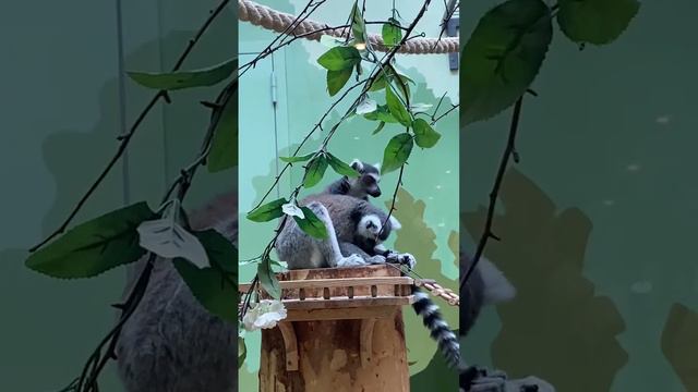 Умиротворяющее видео из зоопарка🥰 смотреть онлайн