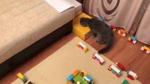 Кошачий челлендж - КОТ И ЛАБИРИНТ, полоса препятствий для кота Космоса!