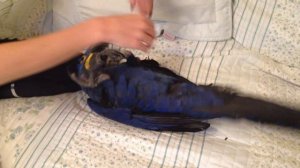 Попугай Бутик. Гиацинтовый ара, Голубчик, гуляет.