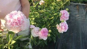 Myra Mc Rae peony. Майра Мак Рей пион. Пулков сад