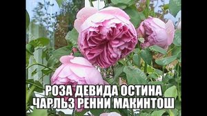 Роза Девида Остина Чарльз Ренни Макинтош
