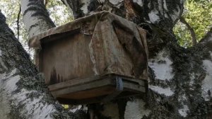 проверка ловушек для пчёл 30.07.2022