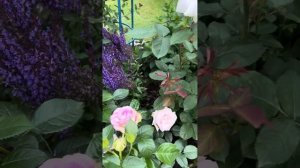 Розы Бургунди Айс, Папа Иоанн Павел II, Мунстоун, Миранди.