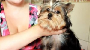 Гигиеническая стрижка йоркширского терьера(щенка)