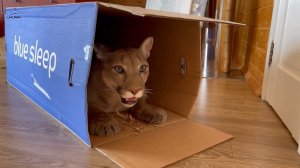 Пума Месси и его оскароносная роль!