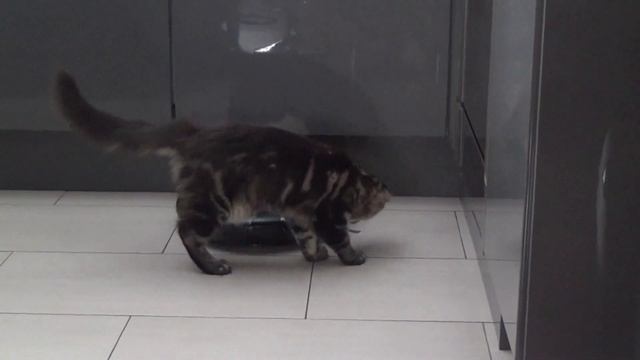 Как Мэйн-Кун полы пылесосит. смотреть онлайн