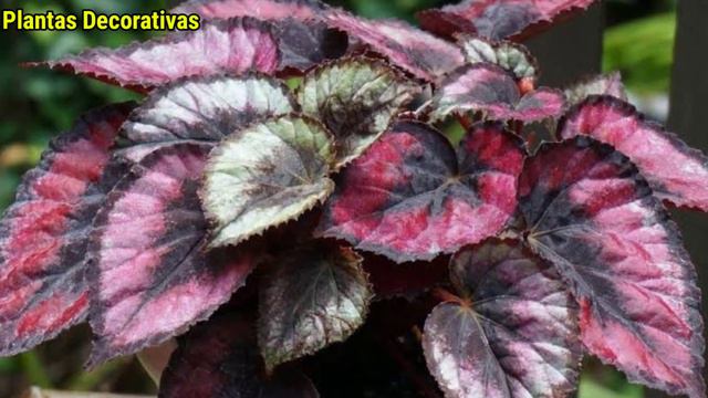 6 Tipos de plantas ornamentais de exterior para embelezar a sua casa! смотреть онлайн