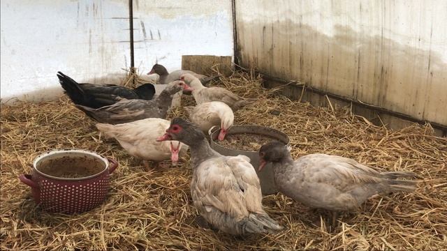 Вопрос-Ответ / Мускусные утки / Индоутки несутся зимой, что делать? Отделять ли индоуток на семьи ? смотреть онлайн