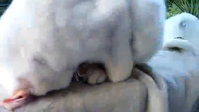 кот перебрал.avi смотреть онлайн