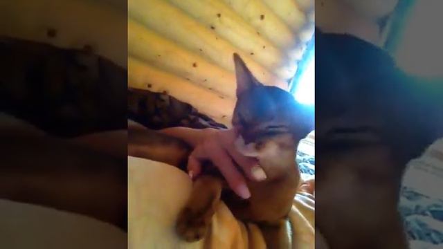 Абиссинское чудо Джессика. Гладь меня, гладь и говори мне какая я чудо- киса!! смотреть онлайн