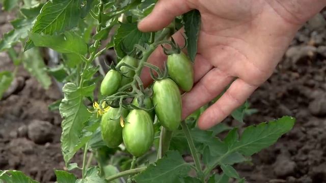 Как пасынковать томаты смотреть онлайн