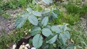 Как развиваются саженцы от Бутримовых (мои впечатления).