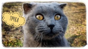 Тучка бывает не только в небе?
Видео про любимого кота