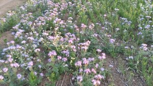 Полоса для опылителей, состояние льна на 08.06.