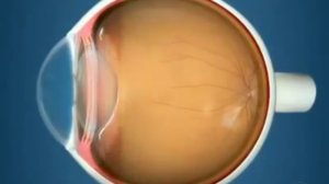 Анатомия глаза. Видео из коллекции Госпиталя А.Исманкулова лучших фильмов о глаза и зрении.