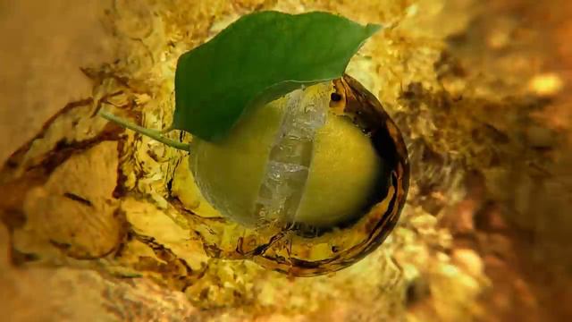 FUZE TEA – нове ім’я вашого улюбленого холодного чаю! смотреть онлайн