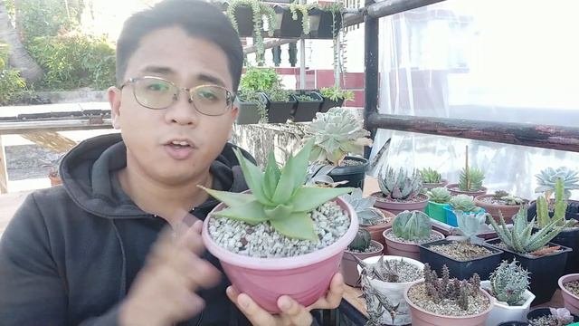 Palaban Sa Initan Ang Mga Succulents Na Ito / 5 Varieties Para Sa Mainit Na Locations