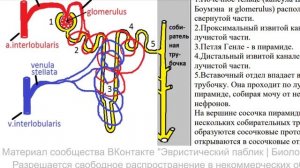 Мочевыделительная система. Почки, мочеточники, мочевой пузырь, уретра. Выделение мочи. Анатомия