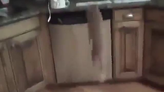 Как отучить кота лазать по столам! Супер-метод!