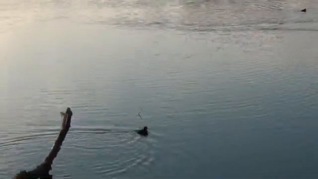 Хохлатая чернеть с выводком. смотреть онлайн