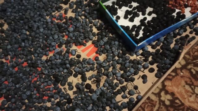 Вкусная и полезная ягода: тёрн смотреть онлайн