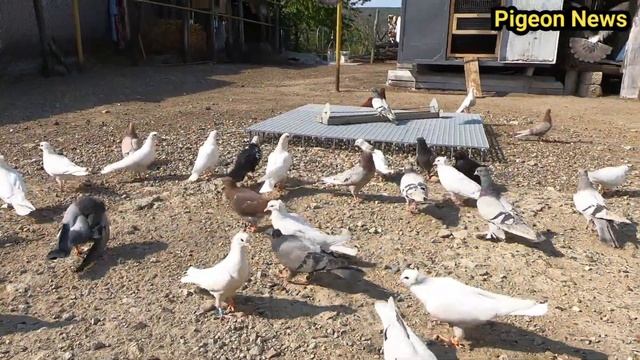 Что лучше - Голуби на Земле или На Крестовине / My new Pigeon Loft смотреть онлайн