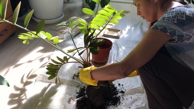 ЗАМИЯ РЕДКОЕ КОМНАТНОЕ РАСТЕНИЕ - НЕ ЗАМИОКУЛЬКАС смотреть онлайн