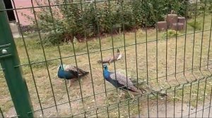 мои любимые подписчики это мои воспоминания о санатории Затишье Брянской области 🥰😇Нина🤗🤗🤗(1)