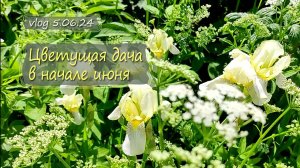 Ирисы, аквилегии, камнеломка, сочетания расцветок и цветов | Vlog Дача как есть 5.06.2024